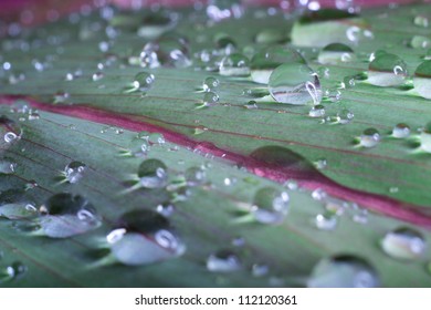 leaf with rain drops