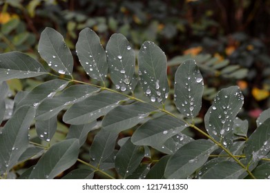 leaf with rain drops