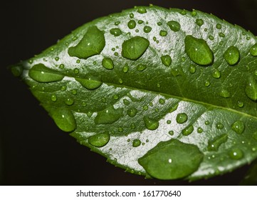 leaf with raindrops