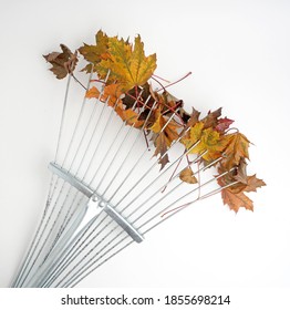 Leaf Rake With Autumn Maple Leaves Isolated On White Background