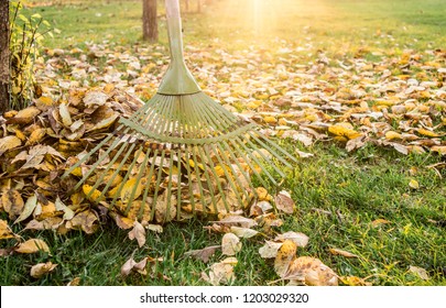 Leaf Rake With Pile Of Apple Tree Leaves In Autumn At Home Garden Sunny Warm Evening. Autumn Chores Concept.