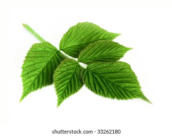 Leaf Raspberry Isolated On A White