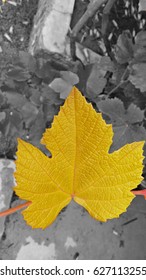 Leaf recreated 
