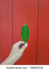 leaf with red background