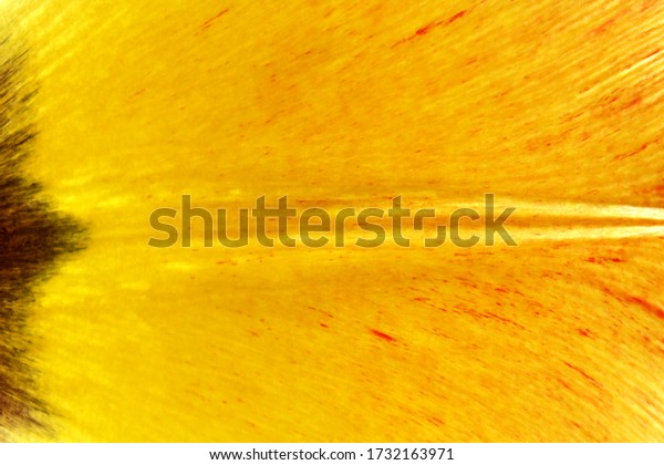 Leaf Ribs Veins Close Backlight Background Stock Photo 1732163971 ...