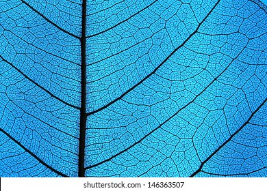 Leaf Ribs And Veins As Textured Background Blue