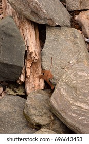 Leaf in the Rocks