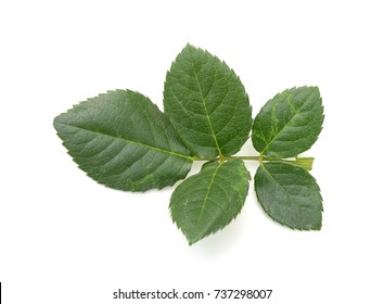 Leaf Of Rose Flower Isolated On White Background