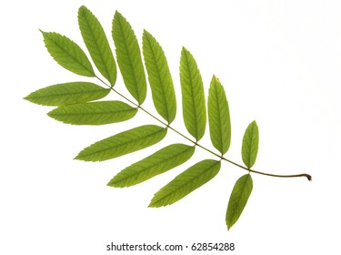 126,189 Rowan leaves Images, Stock Photos & Vectors | Shutterstock