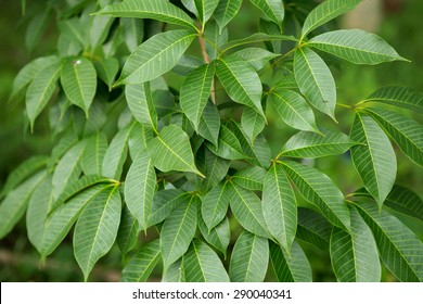 Leaf Of Rubber Tree