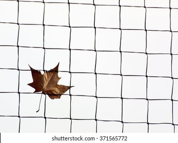 Leaf And Rule Of Thirds