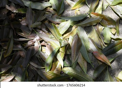 3,515 Sal Tree Leaf Images, Stock Photos & Vectors | Shutterstock