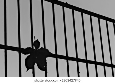 A leaf is seen growing through the gaps of a metal fence during sunset. The sunlight casts shadows and creates a contrast between nature and man-made structures.