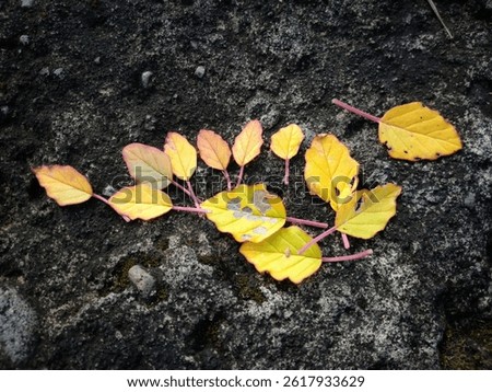 Leaf senescence is the final stage in leaf development characterized by metabolic and physiological changes that result in the loss of chlorophyll, degradation of macromolecules, and the transfer of n