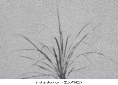 leaf shadow and light concept on gray cement surface