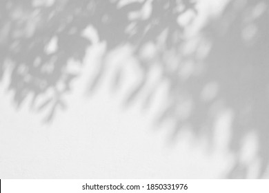 Leaf shadow and light on wall blur background. Nature tropical leaves tree branch and plant shade with sunlight from sunshine dappled on white wall texture for background wallpaper and design