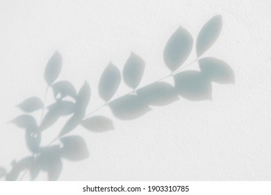 Leaf Shadow And Light On Wall Blur Background. Nature Tropical Leaves Plant And Tree Branch Shade With Sunlight On White Wall Texture
