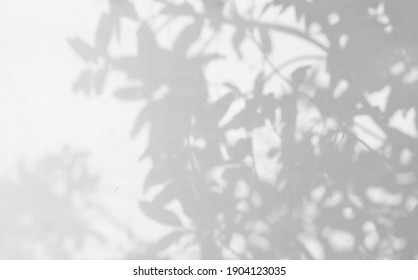 Leaf Shadow And Light On Wall Blur Background. Nature Tropical Leaves Tree Branch Shade With Sunlight On White Wall Texture
