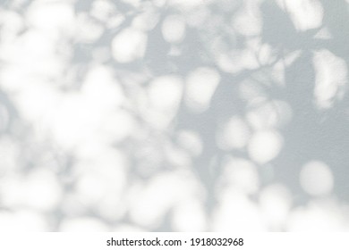 Leaf Shadow And Light On Wall Blur Background. Nature Tropical Leaves Plant And Tree Branch Shade With Sunlight On White Wall Texture
