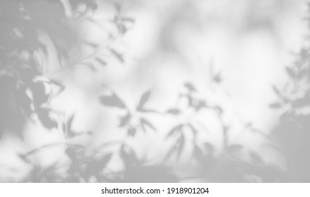 Leaf Shadow And Light On Wall Blur Background. Nature Tropical Leaves Plant And Tree Branch Shade With Sunlight On White Wall Texture
