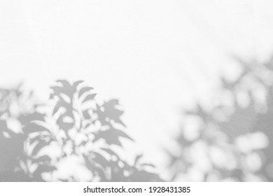 樹枝状 Hd Stock Images Shutterstock