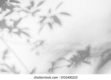 Leaf Shadow And Light On Wall Blur Background. Nature Tropical Leaves Plant And Tree Branch Shade With Sunlight On White Wall Texture
