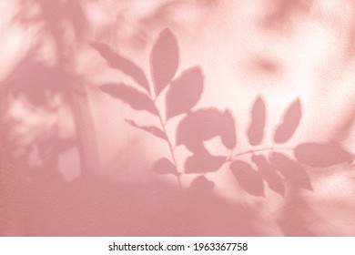 Leaf Shadow And Light On Wall Pink Nature Background. Natural Leaves Tree Branch And Plant Shadows With Sunlight Dappled On White Wall. Shadow Overlay Effect For Foliage Mockup, Banner Graphic Layout
