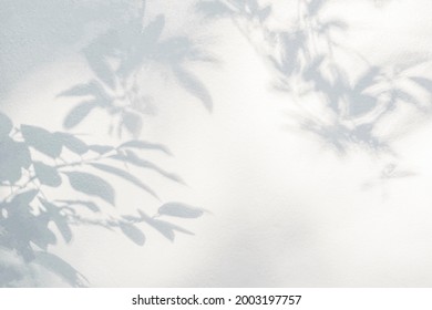 Leaf shadow and light on wall blur background. Nature tropical leaves plant and tree branch shade with sunlight on white wall texture
