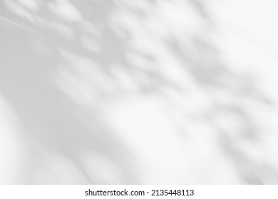 Leaf shadow and light on wall blur background. Nature tropical leaves tree branch plant shade sunlight on white wall texture shadow overlay effect foliage mockup, graphic layout, wallpaper, design