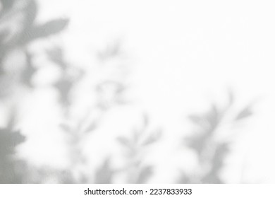 Leaf shadow and light on wall blur background. Nature tropical leaves tree branch and plant shade with sunlight from sunshine dappled on white wall texture for background wallpaper and any design