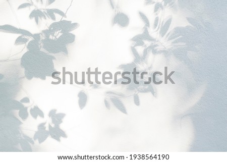 Leaf shadow and light on wall blur background. Nature tropical leaves tree branch shade with sunlight on white wall texture for background wallpaper and design