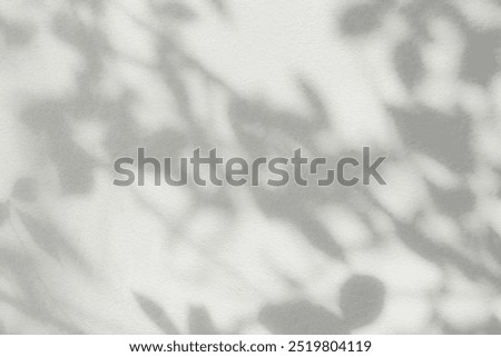 Leaf shadow and light on wall grey background. Nature tropical leaves plant tree branch shade sunshine . Sunlight on white wall texture for background wallpaper, shadows overlay effect foliage mockup
