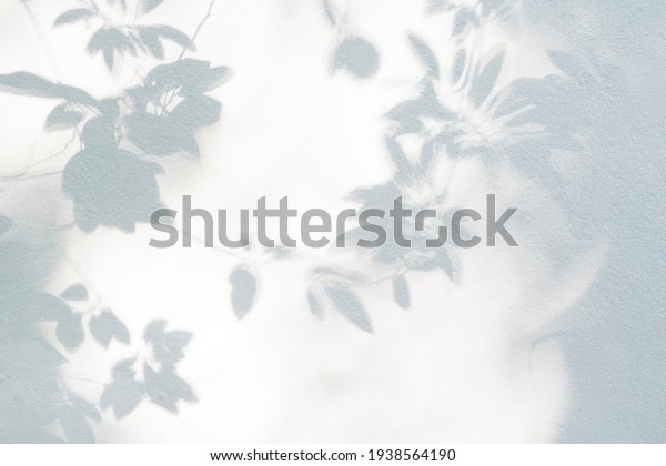 Leaf shadow and light\
on wall blur background. Nature tropical leaves tree branch shade\
with sunlight on white wall texture for background wallpaper and\
design\
