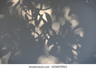 Leaf shadow and light from sunlight dappled on white concrete wall background.