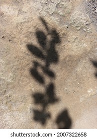 leaf shadow on the ground, background, natural 