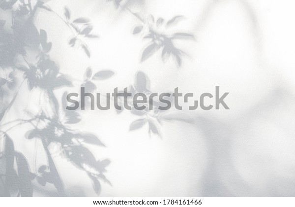 Leaf shadow on\
wall. Nature tropical leaves tree branch and plant shade with\
sunlight from sunshine dappled on white wall texture for background\
wallpaper and any design\
