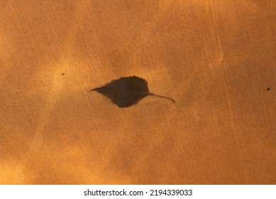 
Leaf Shadow On Wet And Damp Camping Tarp After Storm, Texture