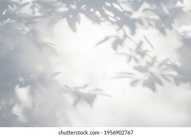 Leaf shadow and tree branch background.  Natural leaves tree branch dark shadow and light from sunlight dappled on white concrete wall texture for background wallpaper and any design