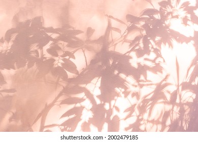 Leaf shadow and tree branch on wall.  Nature leaves tree branch pink shadow and light from sunlight on wall texture background . Shadow overlay effect for foliage mockup, banner graphic layout