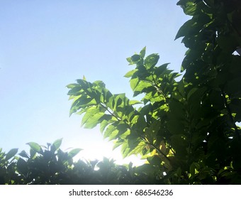 Leaf shadows