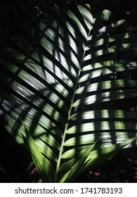 Leaf in the shadows of the jungle