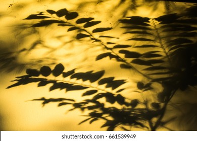 leaf shadows on the yellow wall and sunset light in evening time