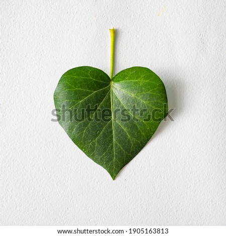 Leaf in shape of a heart. Love valentines or woman's day concept. Natural green leaf on bright background. Flat lay.