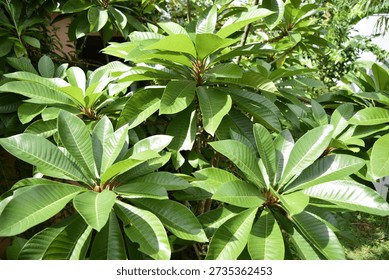 leaf shape of the Keywest type of mamey sapote tree