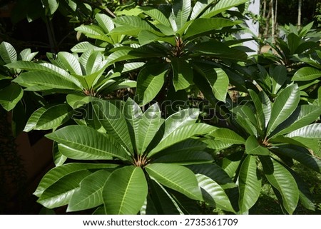 leaf shape of the Keywest type of mamey sapote tree