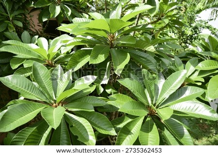 leaf shape of the Keywest type of mamey sapote tree