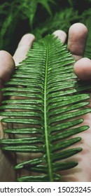 The leaf shape is very charming and nice color