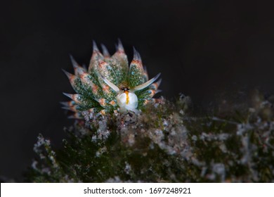 Leaf Sheep High Res Stock Images Shutterstock