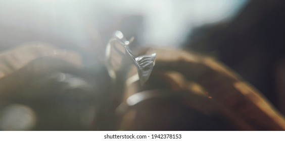 leaf shoots in the afternoon background. Beautiful nature scene with blooming tree and sun flare. Sunny day. Spring flowers. Beautiful Orchard. Abstract blurred background. Springtime - Shutterstock ID 1942378153