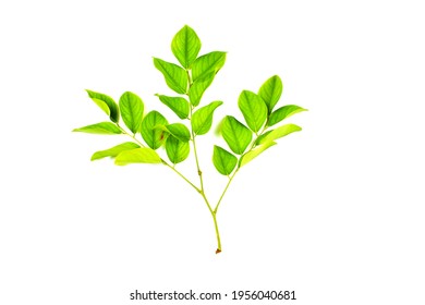 Leaf Of Siamese Rosewood Scientific Name: Dalbergia Cochinchinensis. Pierre On A White Background